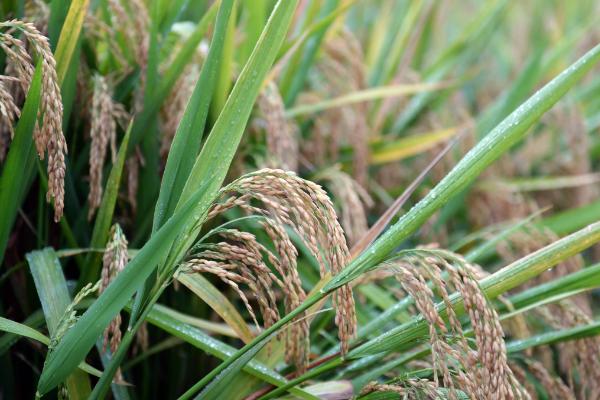 润两优672水稻种子特点，大田每亩用种量1公斤