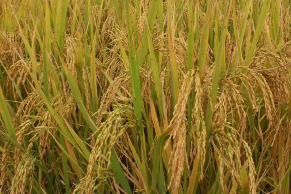 泰香玉晶水稻种子简介，每亩有效穗18.3万