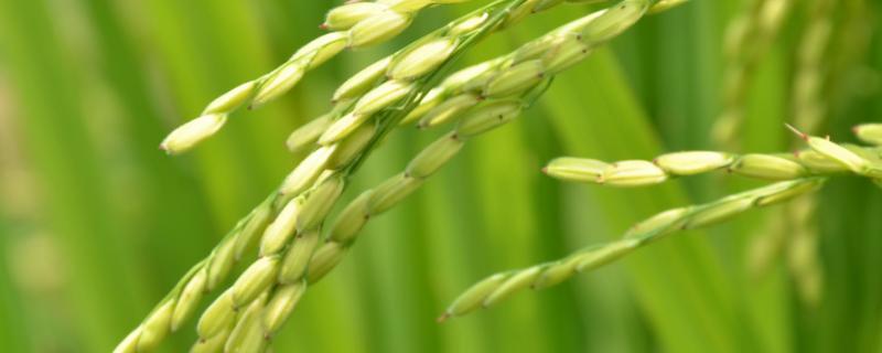 盐两优9111水稻种简介，每亩有效穗16.2万