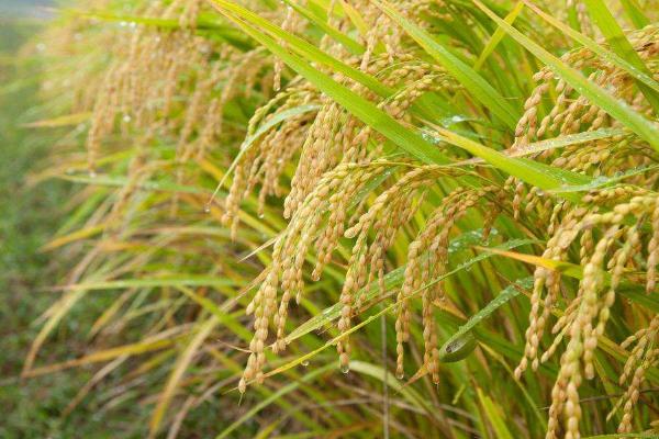 禾粳1908水稻种子特征特性，综合防治病虫害