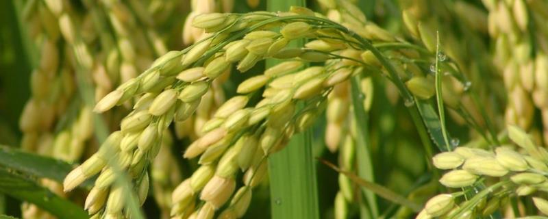 丰粳908水稻品种的特性，适期播种