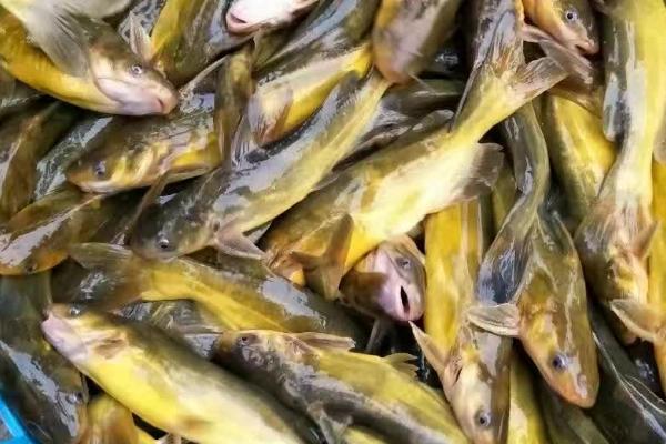 怎么防治黄颡鱼疾病，需根据实际病情采取针对性措施