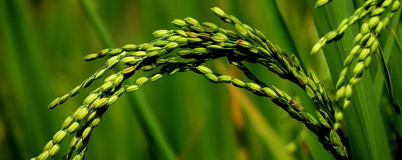 浙大高直优1号水稻品种简介，注意病虫害防治