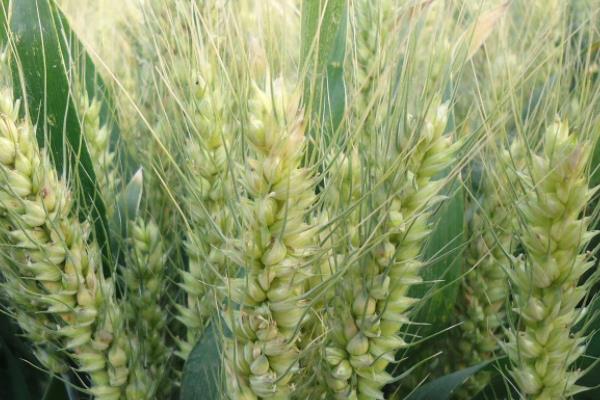 安农178小麦种简介，为中筋品种