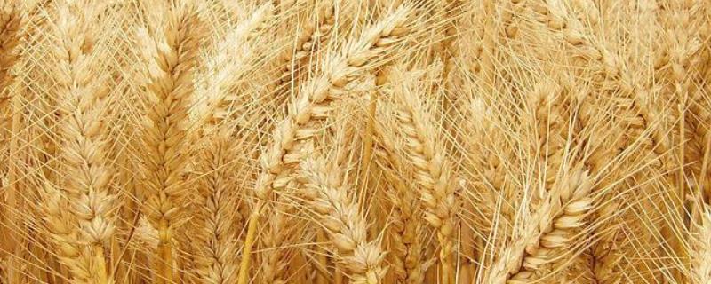 丹麦1号小麦种子介绍，为中筋品种