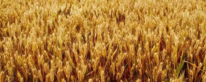 绿雨18小麦种简介，属半冬性品种