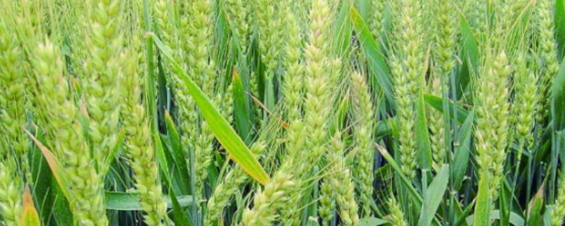 荃麦838小麦种子特点，属半冬性品种