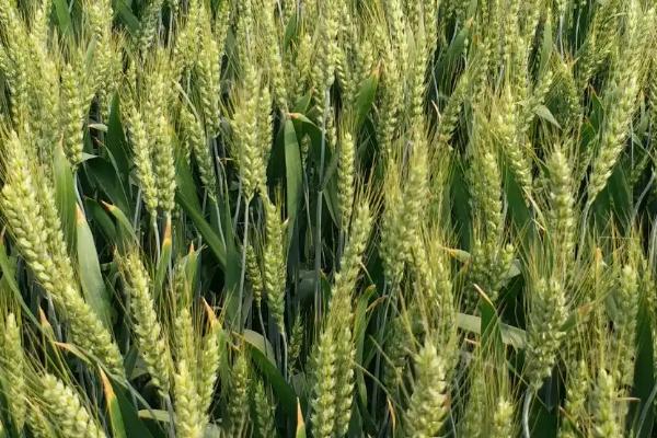 大地202小麦种子特征特性，属半冬性品种
