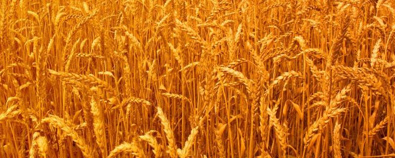青林139小麦品种的特性，全生育期224.6天