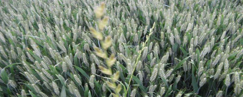 阜麦14小麦种子特点，全生育期213天
