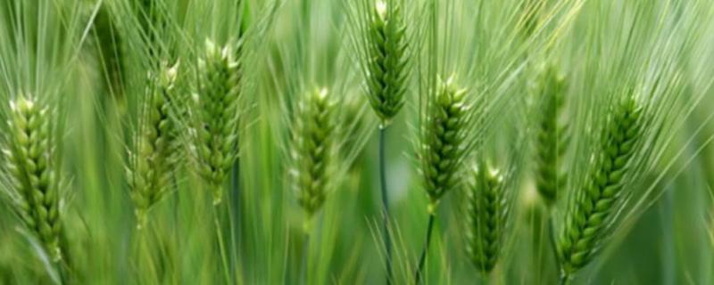 东昌370小麦种简介，为强筋品种