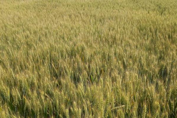 东昌370小麦种简介，为强筋品种