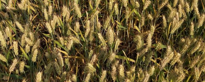 金穗95小麦种子简介，每亩16－18万基本苗