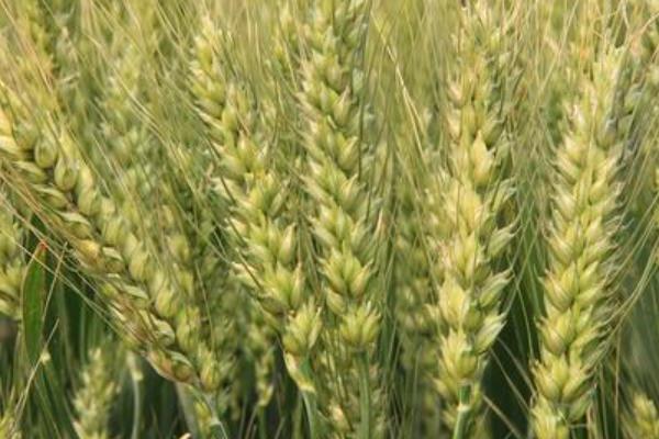 绿雨1102小麦种子特点，全生育期221.8天