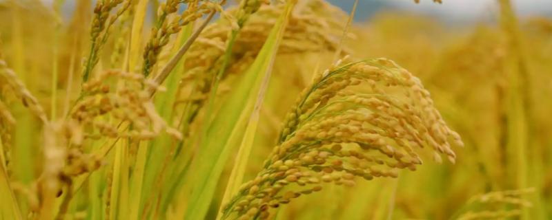汇两优小粒占水稻品种的特性，大田用种量每亩1.5公斤