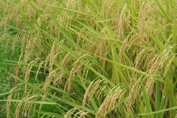 秀水占水稻种子特征特性，全生育期113.9天