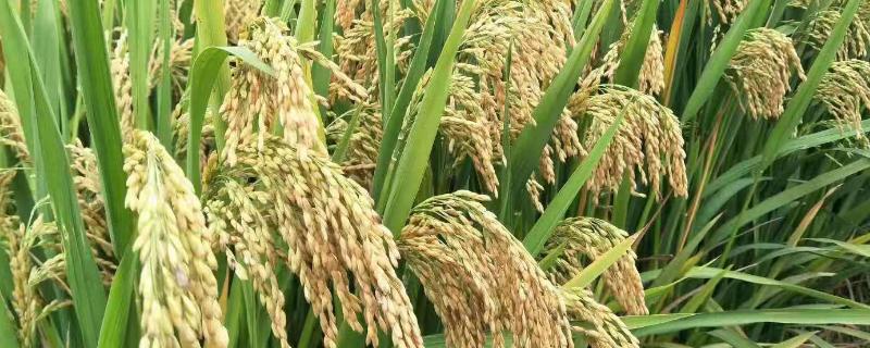 浮香1号水稻种子特征特性，6月20日左右播种