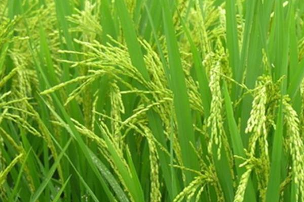 乾两优香巴巴水稻品种简介，全生育期128.4天