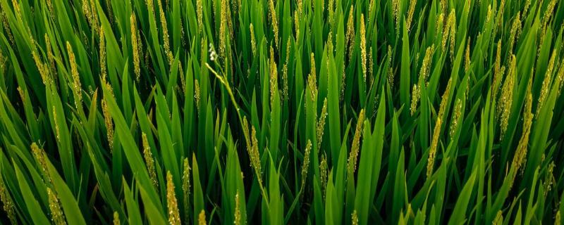钢两优2729水稻种子简介，5月上中旬播种