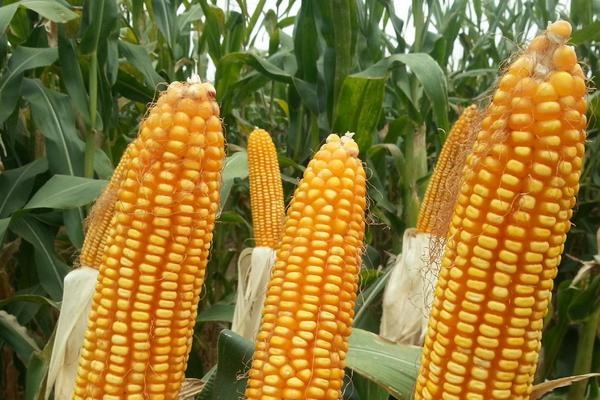 豫单896玉米品种简介，适宜密度5000株/亩