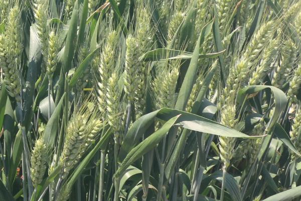濮麦1208小麦种子特点，半冬性品种