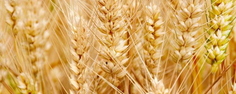 轮选188小麦种简介，每亩适宜基本苗18～20万