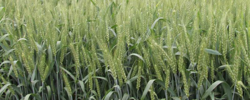 金颗麦11小麦品种简介，每亩适宜基本苗18～22万