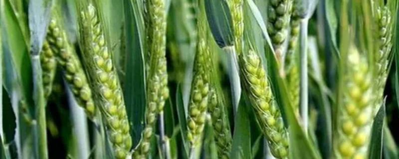 华冠184小麦品种的特性，每亩适宜基本苗15～20万