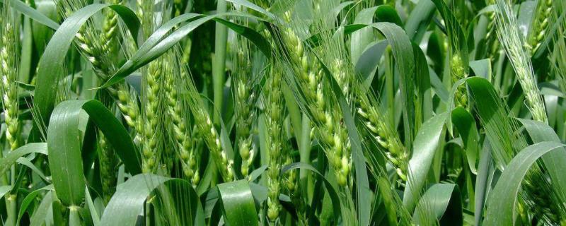 华冠181小麦品种的特性，半冬性品种
