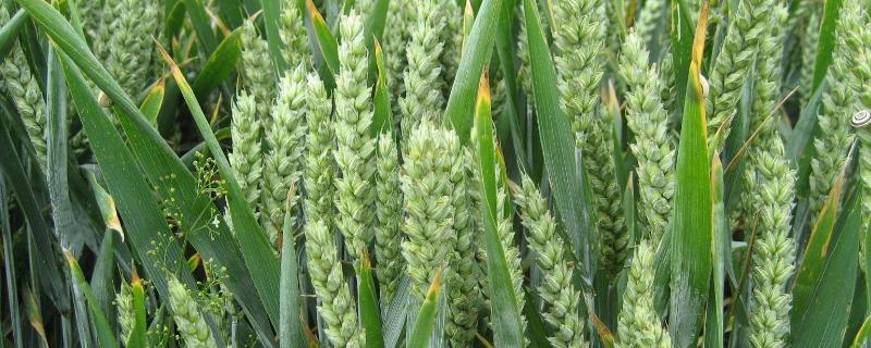 禾麦58小麦种子特点，每亩适宜基本苗18～22万