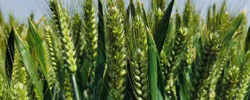 豫园8号小麦种子特征特性，半冬性品种