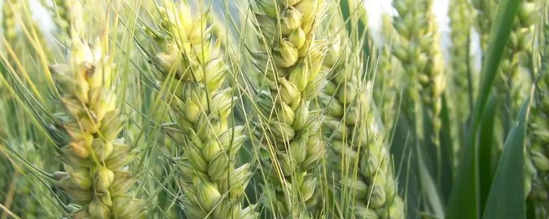 驻麦156小麦品种的特性，半冬性品种