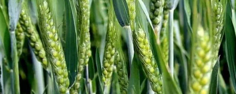 开麦1705小麦种子特点，适宜播种期10月上中旬