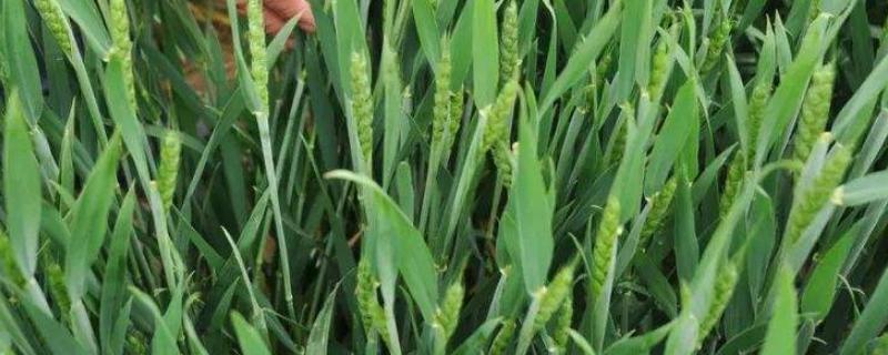 许科772小麦种子简介，每亩适宜基本苗18～19万
