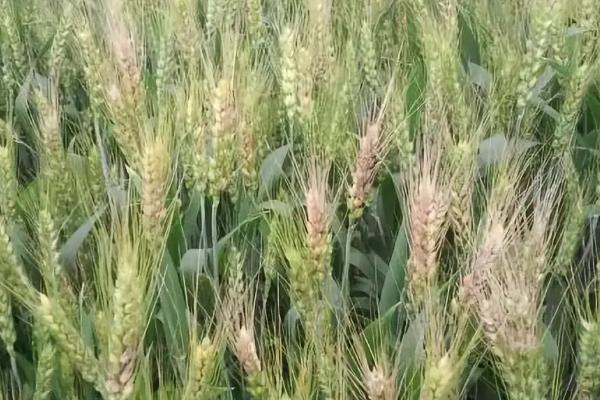 许科772小麦种子简介，每亩适宜基本苗18～19万