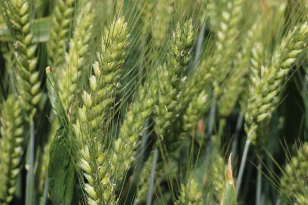 洛旱33小麦品种的特性，半冬性品种