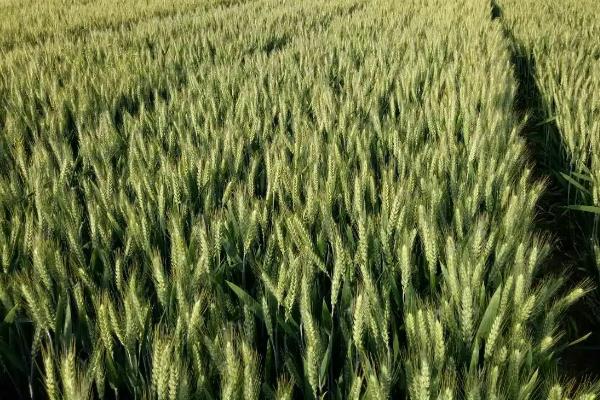 富育麦201小麦种子特征特性，每亩适宜基本苗16～18万