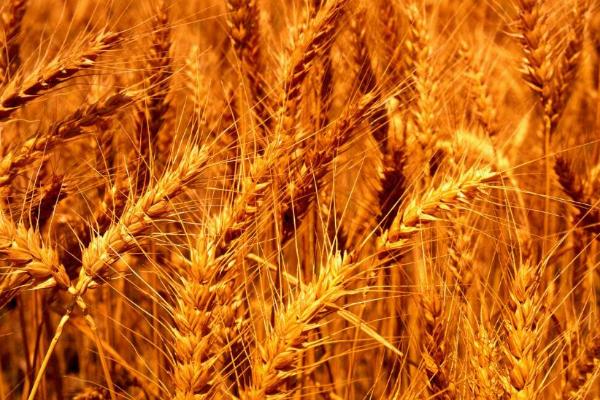 永乐麦836小麦种子特征特性，适宜播种期10月上中旬