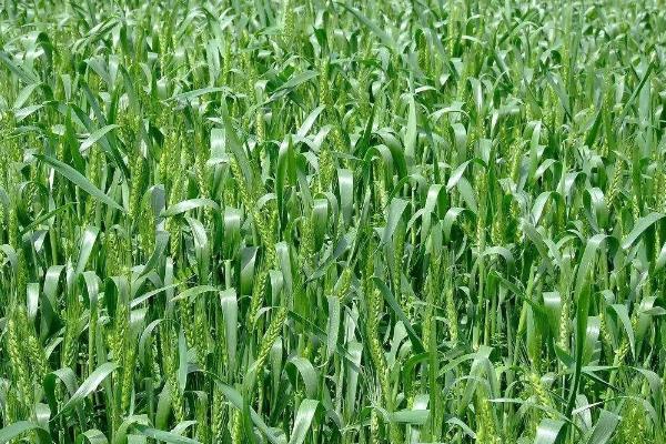 永乐麦836小麦种子特征特性，适宜播种期10月上中旬