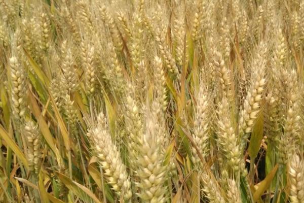中德麦7号小麦种子简介，适宜播种期10月上中旬