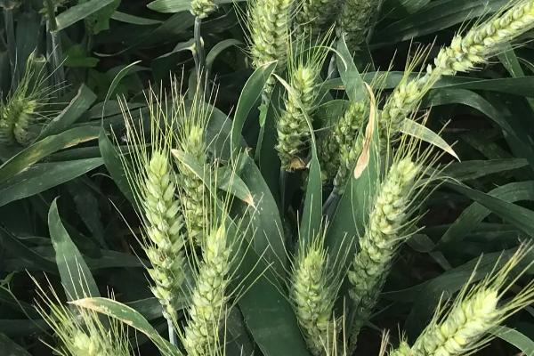 上元98小麦种子介绍，半冬性品种