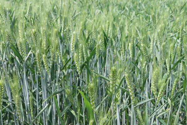 仁麦307小麦种子特点，半冬性品种