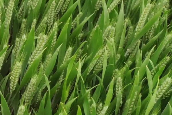 济黑麦1号小麦种子特点，弱春性品种