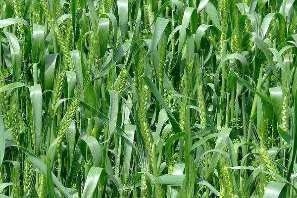 天禾6号小麦品种简介，半冬性品种