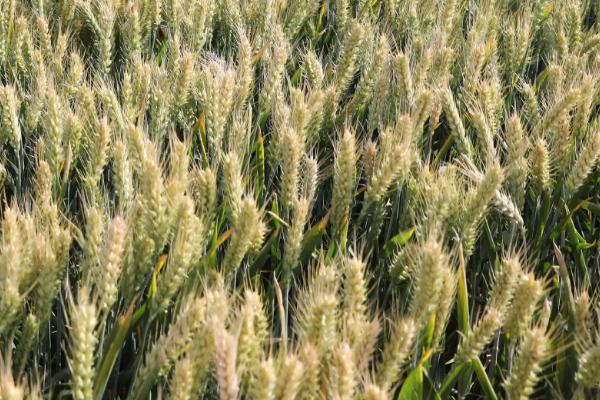 上元98小麦种子介绍，半冬性品种
