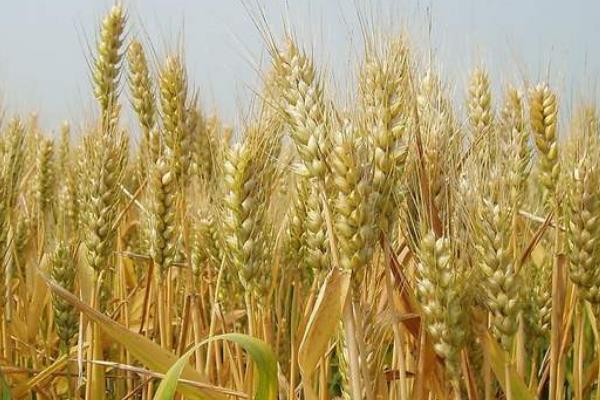 聚科8号小麦品种的特性，半冬性品种