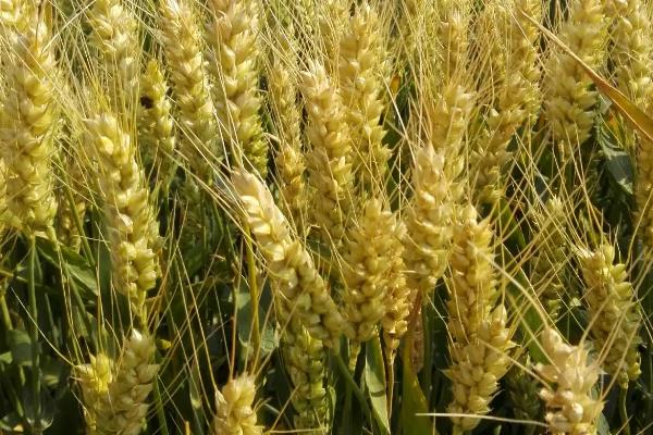 聚科8号小麦品种的特性，半冬性品种