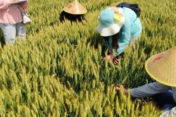 夏收秋种是什么时候，夏收是芒种和夏至前后