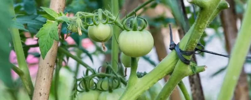 西红柿挂果后怎么管理，需要根据其挂果数量来进行浇水