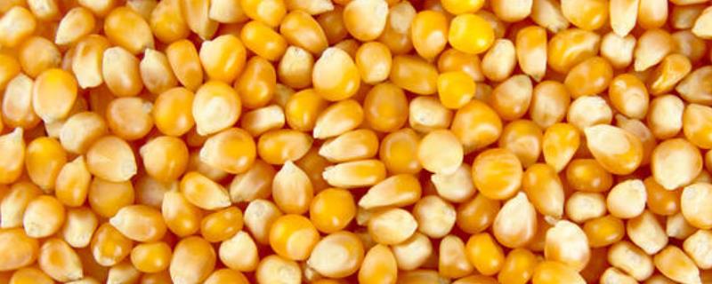 好的玉米种子标准是什么，纯度要在96%以上